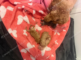 6 toy poodle puppy&rsquo;s 3 boys 3 girls