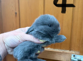 4 Pure Mini Lops Lilac & blue