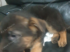 German shepherd puppies 8 weeks old