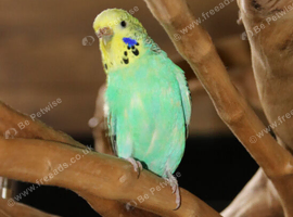 Budgies Pairs available &pound;65 a pair,29