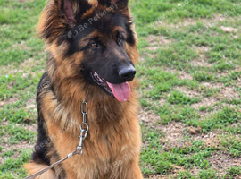 Only message if serious. pedigree Stunning long coat shepherd male