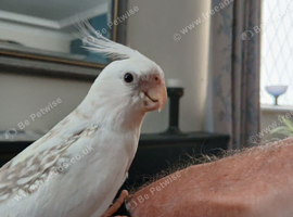 Hand reared cock Cockatiel for sale
