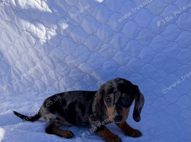 Miniature Dachshund Puppies