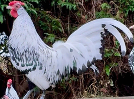 Silver Spangled Hamburg Bantam
