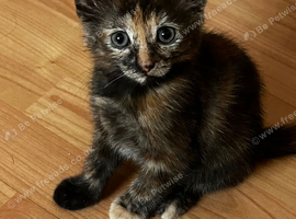 kittens