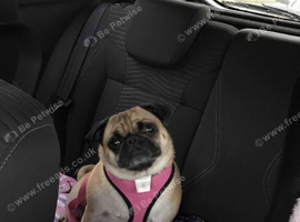 Fawn female pug
