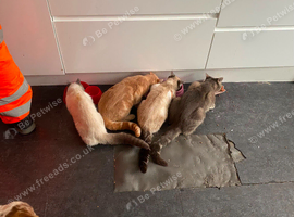 Princess Persian cat 1  year old