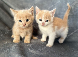 Lovery friendly kittens looking for there new homes