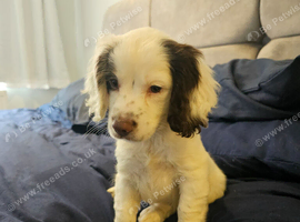 10 WEEK COCKER SPANIEL BITCH FOR SALE