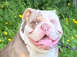 Olde tyme bulldogge