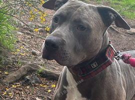 American bully 3 years old