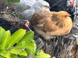 Pekin bantam pullets