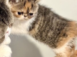 Exotic kittens for sale in london