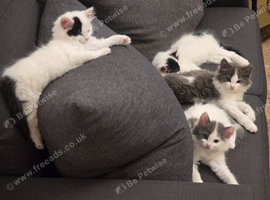 Kittens for sale