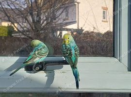 Pair of baby cocks