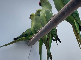 Indian Ringneck