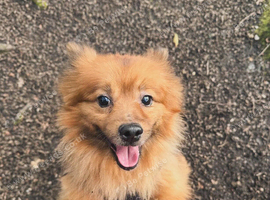 11 year old Pablo