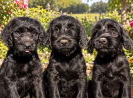 Labraguese Puppies for sale