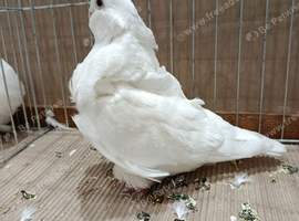 Pure white Chinese owl pigeons