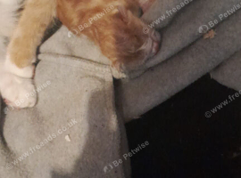 Kittens