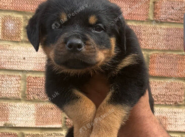 Pure German Rottweiler Puppies For Sale