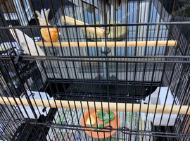 Cock mosaic canary