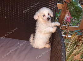 Maltipoo pups