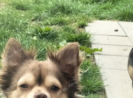 Chihuahua x pom