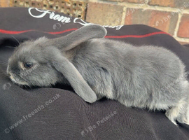 Rabbits for sale