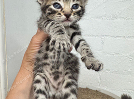 BEAUTIFUL KITTENS TO RESERVE