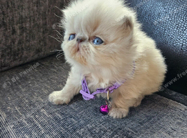 Stunning Pedigree Persian Kittens