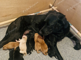 Kc health tested labrador puppies
