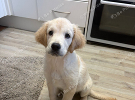 One female Goldador puppy