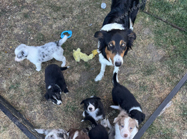 Border collie puppies
