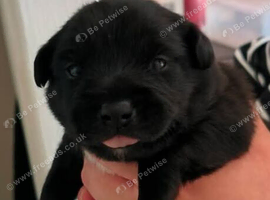 Patterdale terriers