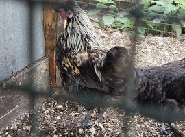 4 cross cockeral's sussex/silkie