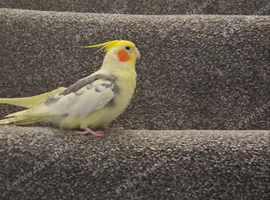 Very Tamed Male Cockatiel