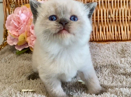 ABSOULETLY BEAUTIFUL PURE BRED BSH TEDDY BEARS