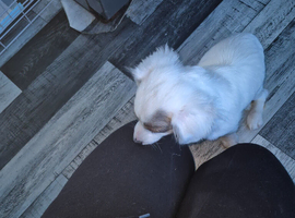 Dashund cross jack