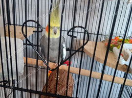 Adult male cockatiel for sale wrexham
