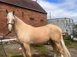 4-Year-Old Welsh Cob Mare &ndash; 15.3hh