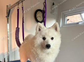 Japanese Spitz