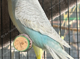 BEAUTIFUL BABY BUDGIES FOR SALE