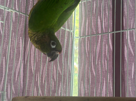 Conure for sale