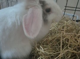 Holland lop
