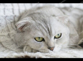 Stunning highsilver Scottish fold