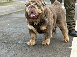 Olde Tyme Bulldog For Stud