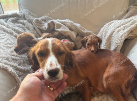 Working cocker spaniel