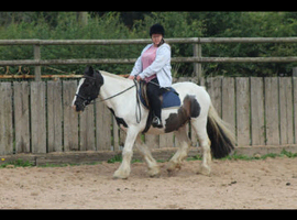 Weight carrier 14hh to 16hh WANTED FOR LOAN OR LWVTB