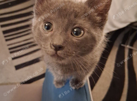 3 grey/ silvery blue  beautiful boys